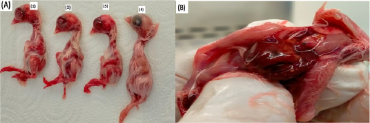 Figure 4: