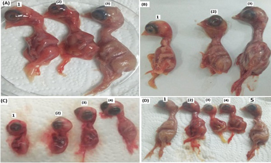 Figure 5:
