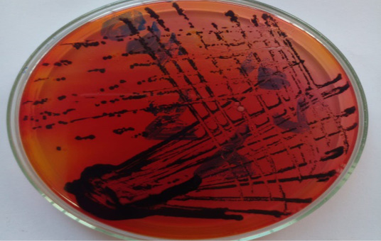 Figure 2: