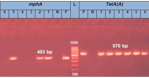 Figure 11: