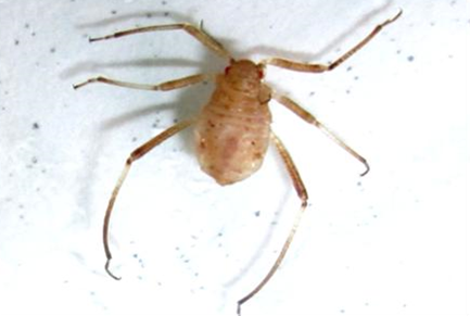 Figure 5: