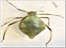 Figure 2: