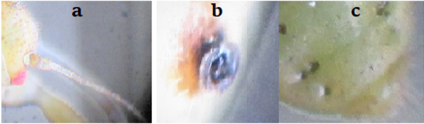 Figure 3: