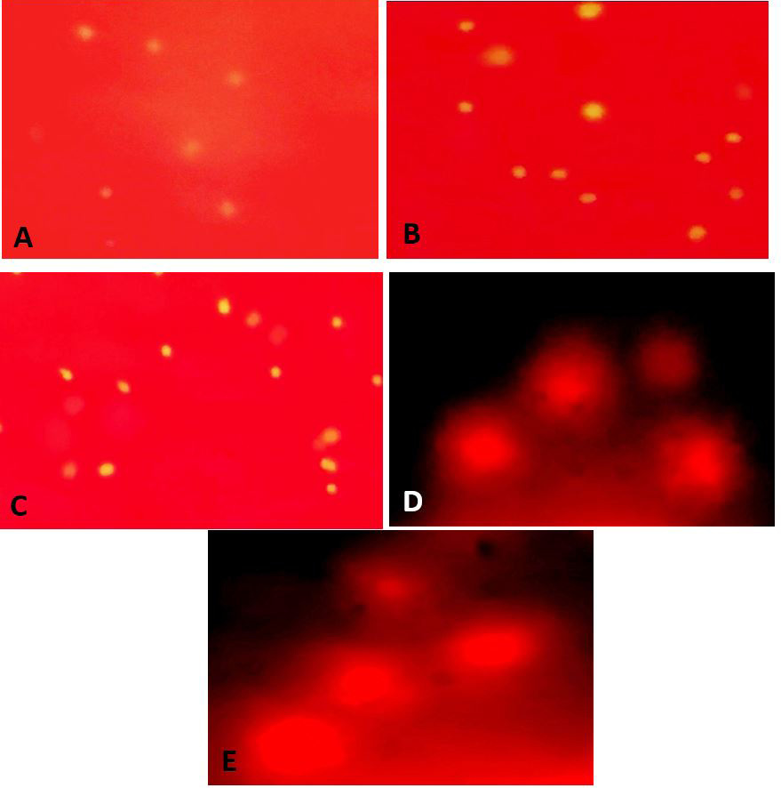 Figure 5: