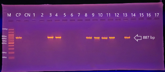 Figure 6: