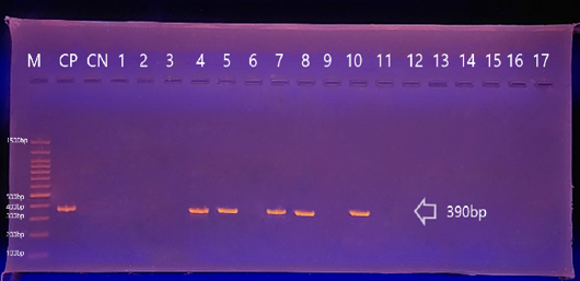 Figure 5: