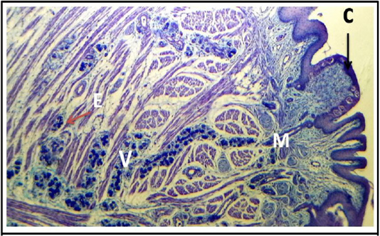 Figure 15: