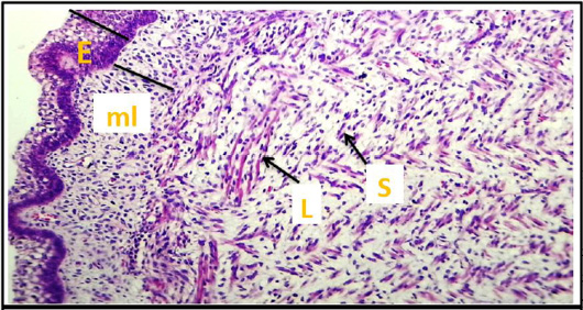 Figure 5:
