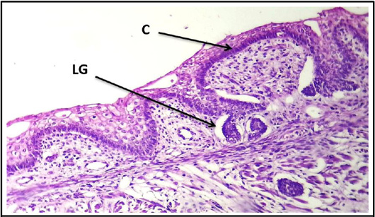 Figure 9: