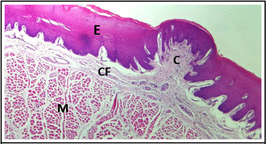 Figure 12: