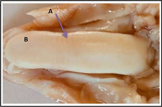 Figure 6: