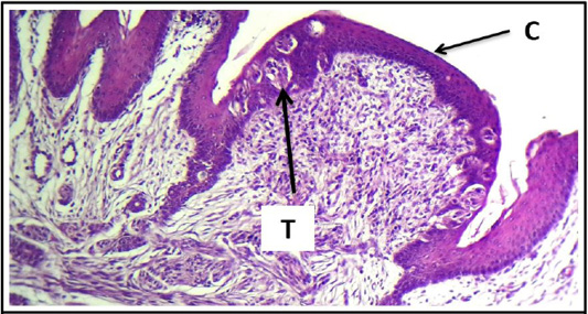 Figure 13: