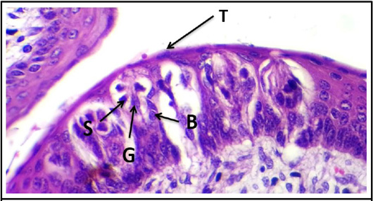 Figure 19: