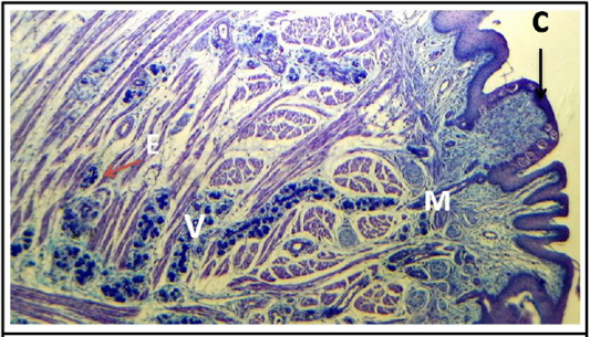Figure 17: