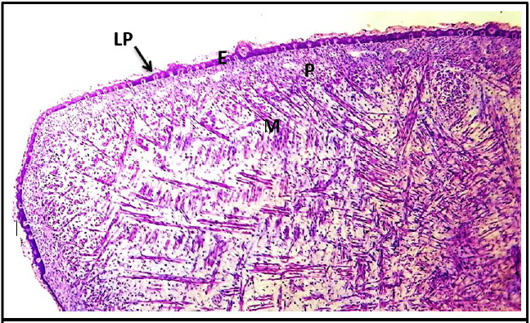 Figure 3:
