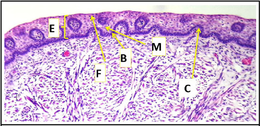 Figure 7: