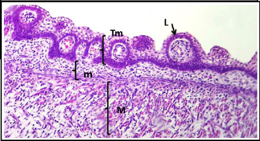 Figure 4: