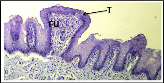 Figure 11: