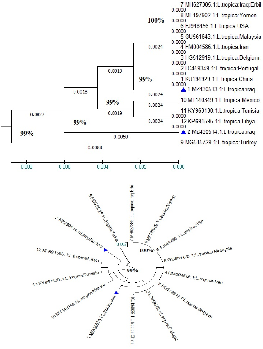 Figure 2: