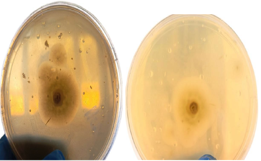 Figure 4: