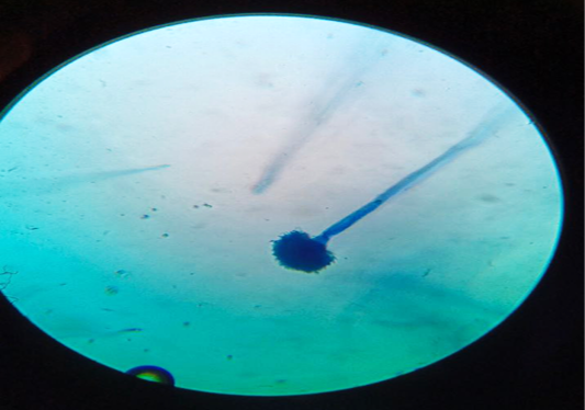 Figure 3: