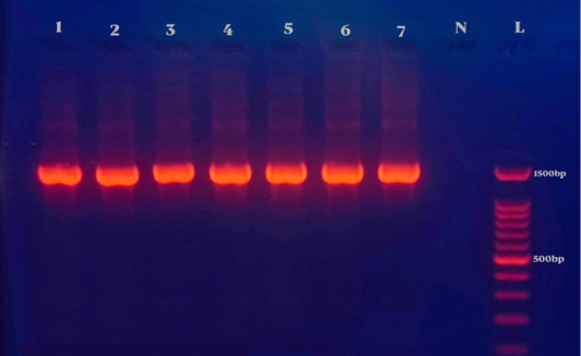 Figure 5: