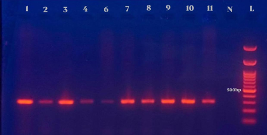 Figure 9: