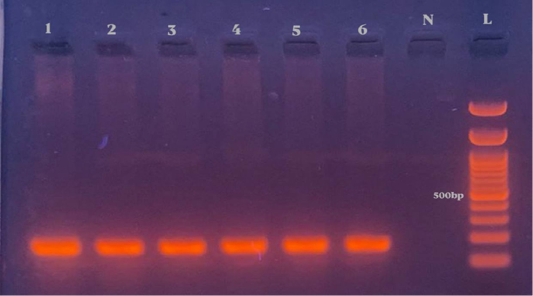 Figure 6: