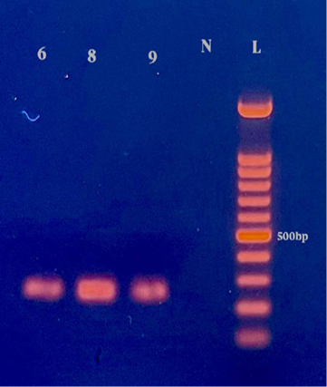 Figure 10: