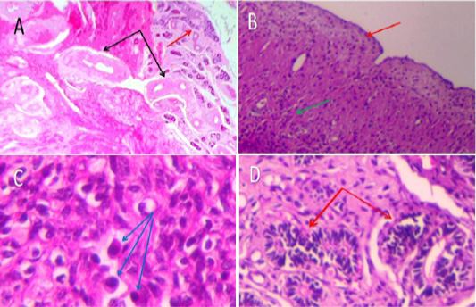 Figure 3: