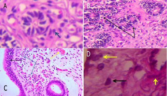 Figure 2: