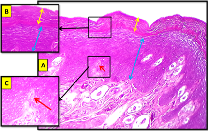 Figure 2: