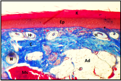Figure 6: