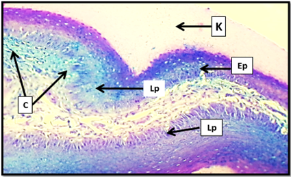 Figure 3: