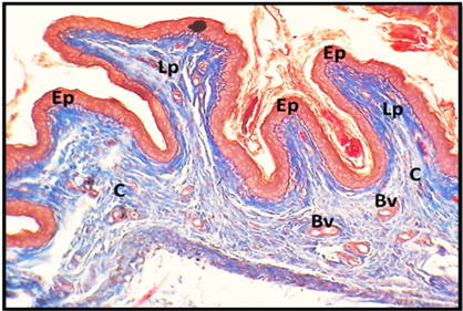 Figure 7:
