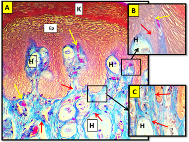Figure 4: