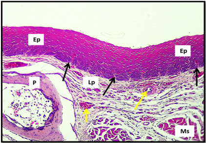Figure 5: