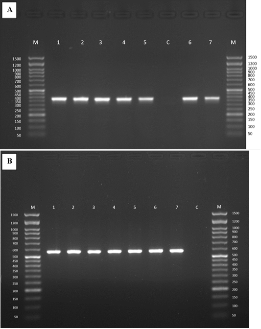 Figure 2: