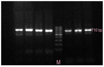 Figure 2: