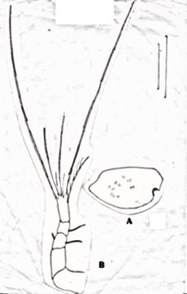 Fig. 8.