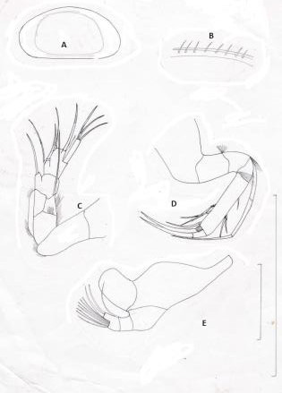 Fig. 9.