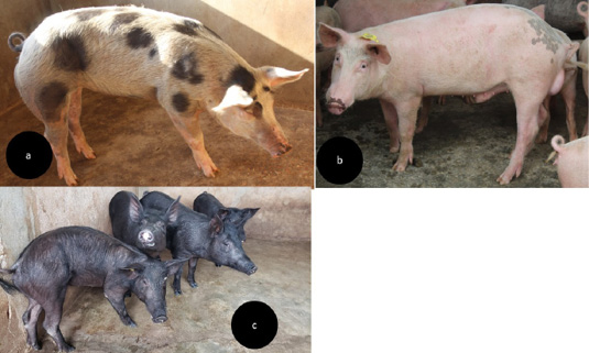 Figure 3: