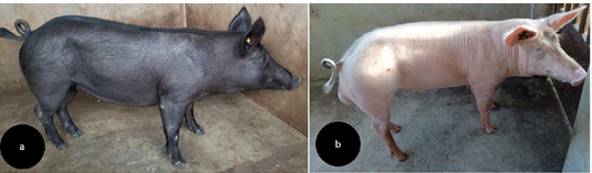 Figure 4:
