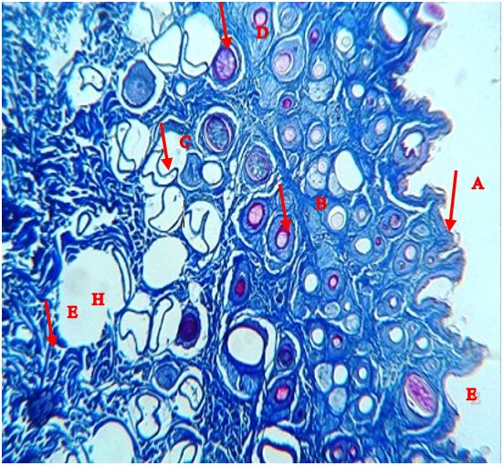 Figure 5: