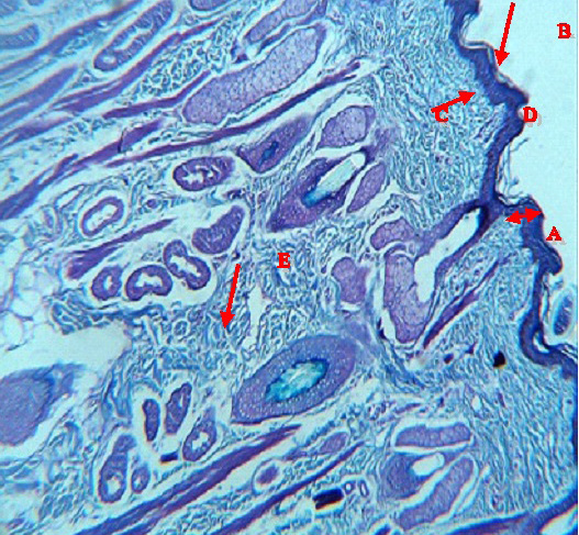 Figure 7: