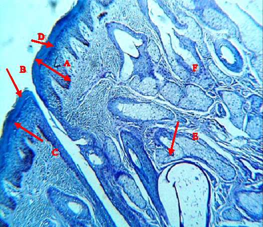 Figure 11: