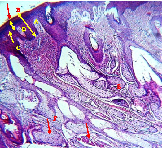 Figure 3: