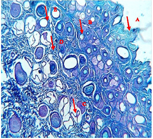 Figure 4: