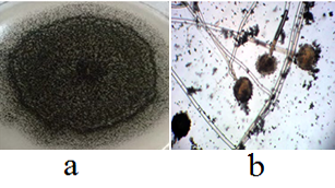 Figure 1: