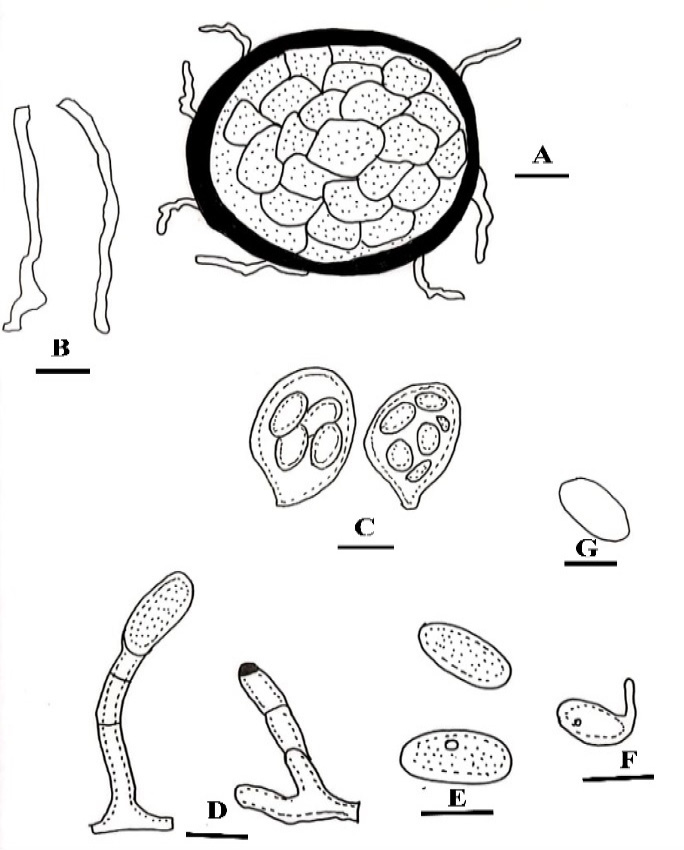Figure 2: